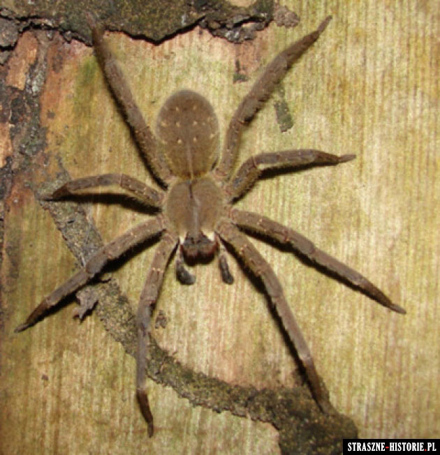 5 najbardziej niebezpiecznych pająków na świecie