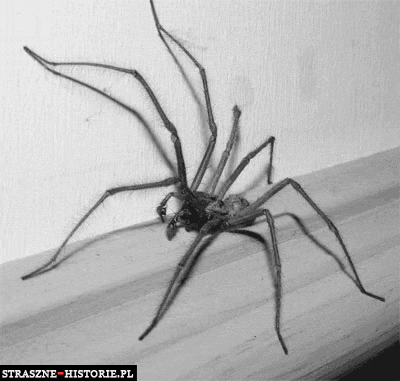 Boisz się pająków?