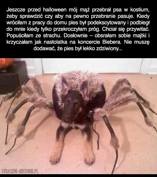 Pies w przebraniu pająka